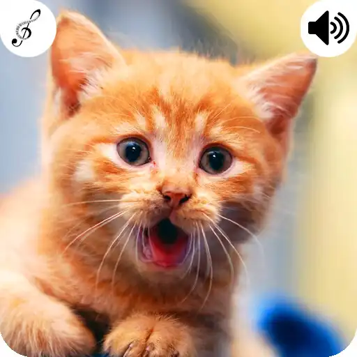 Play cat sound APK Play cat sound APK