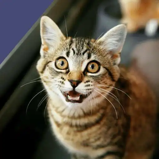 Play Cat Sounds - Meow Sound APK Play Cat Sounds - Meow Sound APK