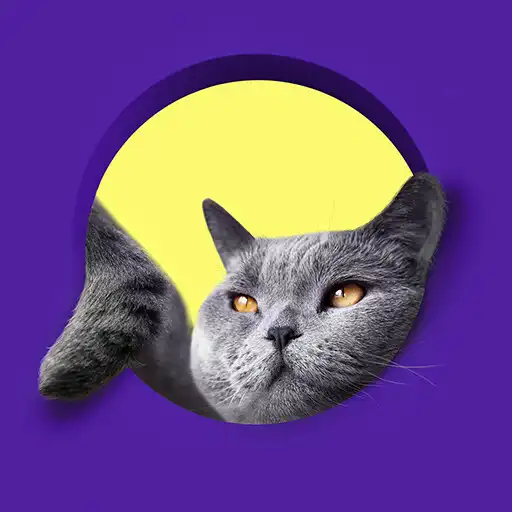 Play Cat sounds real APK