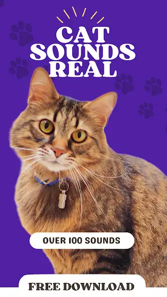 Play Cat sounds real as an online game Cat sounds real with UptoPlay