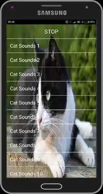 Play Cat Sounds
