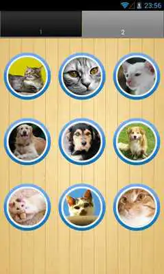 Play Cat Sounds - train cats