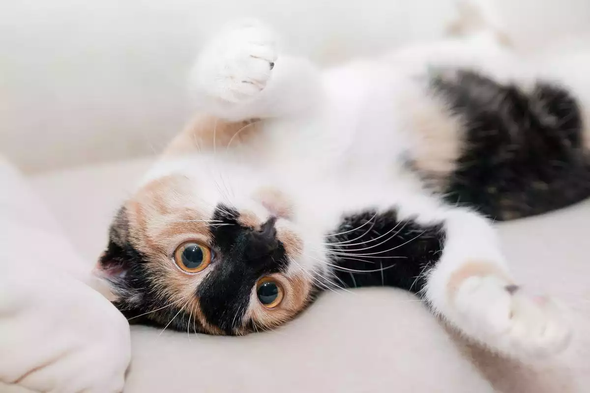Play Cats Photo Frames