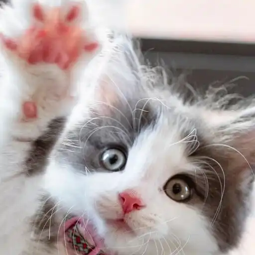 Play Cats Photos APK Play Cats Photos APK
