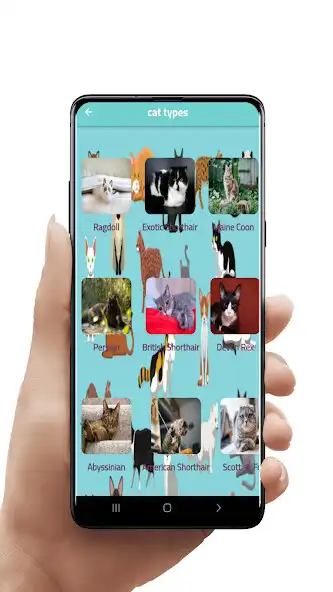 Play Cats Photos  and enjoy Cats Photos with UptoPlay