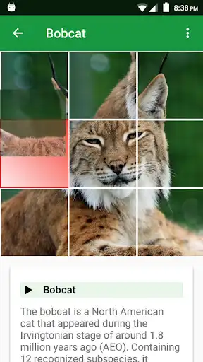 Play Cats Puzzle
