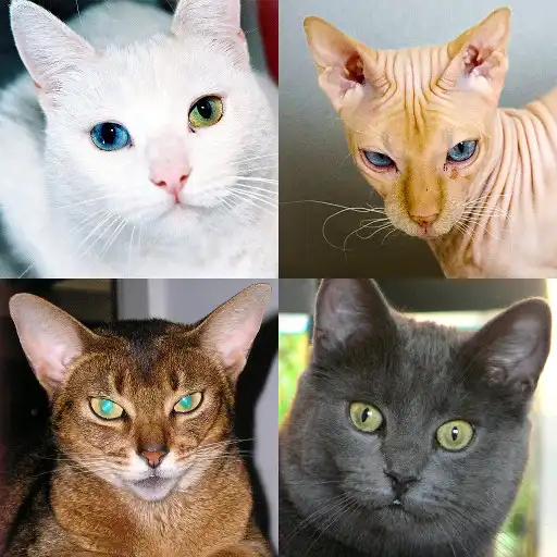Play Cats Quiz - Guess Photos of All Popular Cat Breeds APK Play Cats Quiz - Guess Photos of All Popular Cat Breeds APK