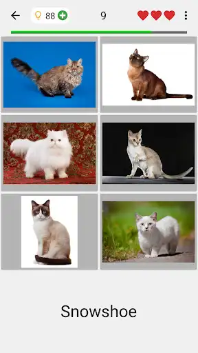 Play Cats Quiz - Guess Photos of All Popular Cat Breeds as an online game Cats Quiz - Guess Photos of All Popular Cat Breeds with UptoPlay