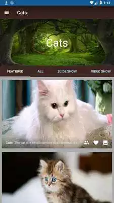 Play Cats