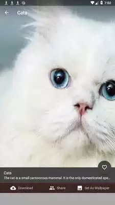 Play Cats