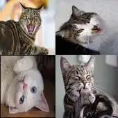 Free play online Cats Sound Effects Free APK