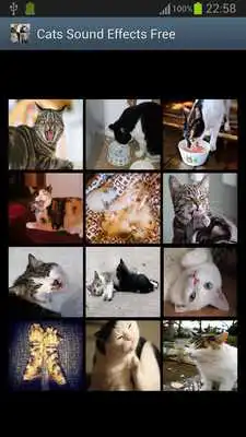 Play Cats Sound Effects Free