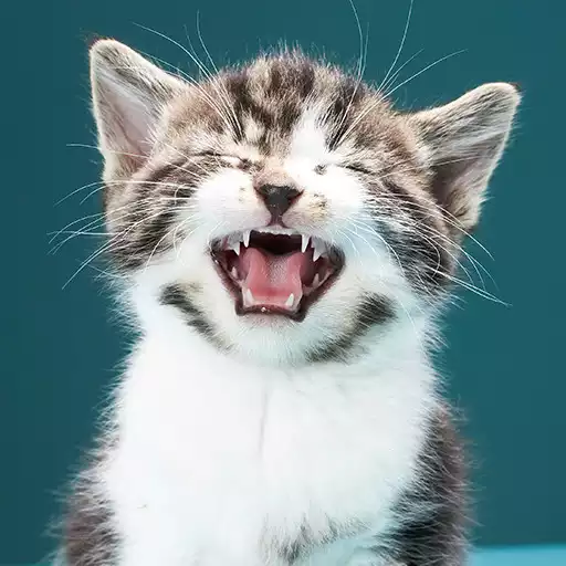 Play Cats sounds APK Play Cats sounds APK