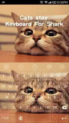 Play Cat Stay -Video Emoji Keyboard