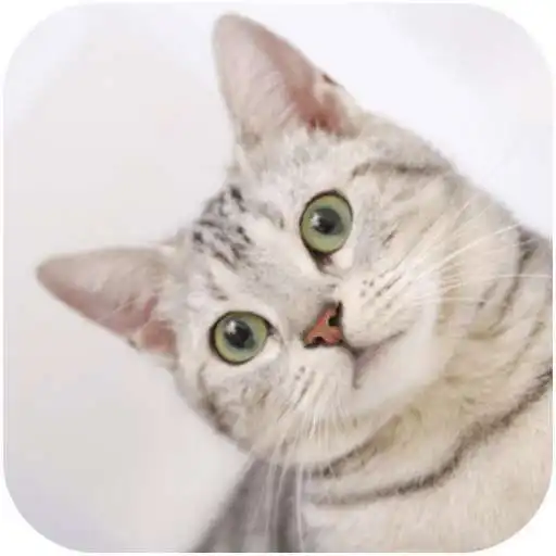 Free play online Cats Video Wallpapers APK