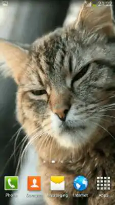 Play Cats Video Wallpapers