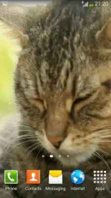 Play Cats Video Wallpapers