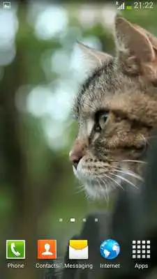 Play Cats Video Wallpapers