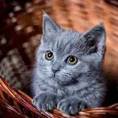 Free play online Cats Wallpapers And Images APK Free play online Cats Wallpapers And Images APK