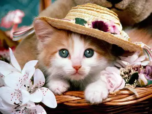 Play Cats Wallpapers And Images