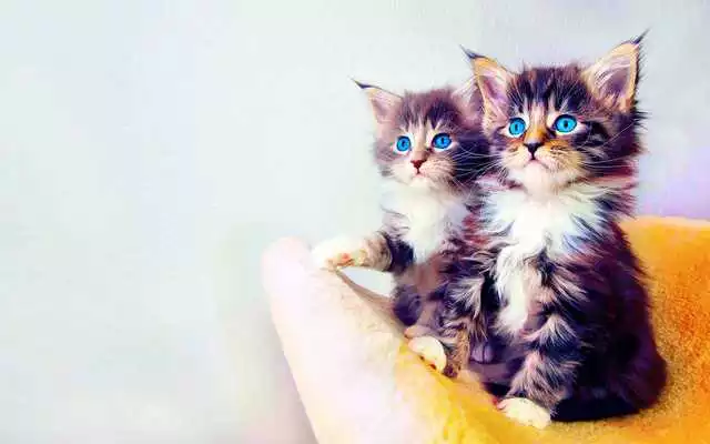 Play Cats Wallpapers And Images