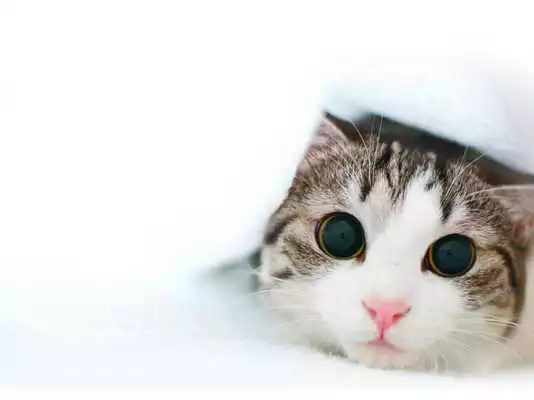 Play Cats Wallpapers And Images