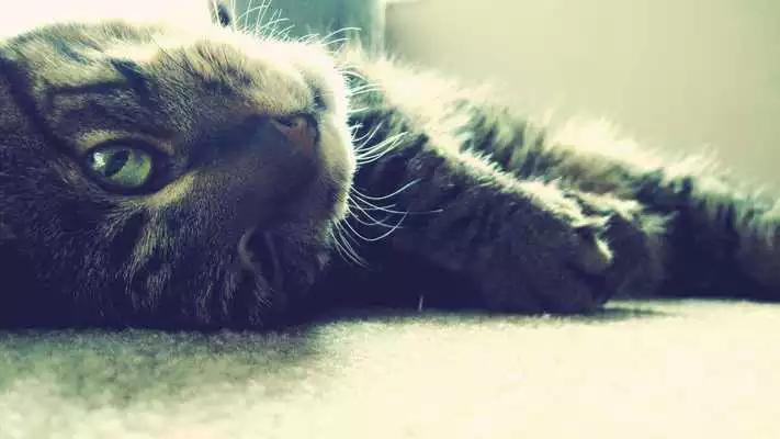 Play Cats Wallpapers And Images