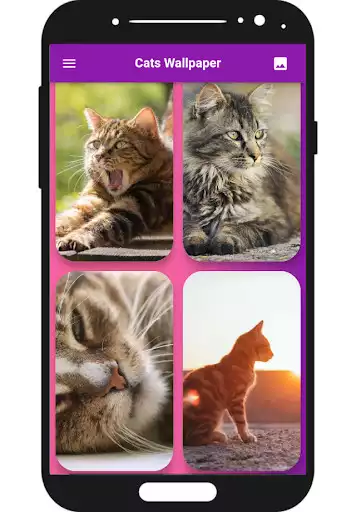 Play cats wallpaper as an online game online cats wallpaper with UptoPlay Play cats wallpaper as an online game cats wallpaper with UptoPlay