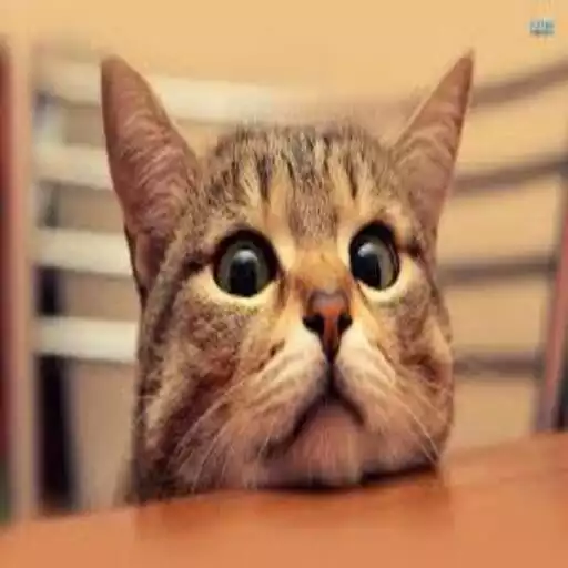 Free play online Cats Wallpapers APK Free play online Cats Wallpapers APK
