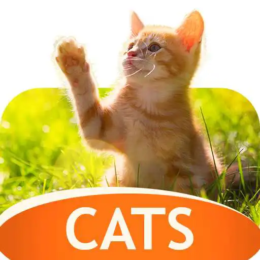 Play Cats Wallpapers in 4K APK Play Cats Wallpapers in 4K APK