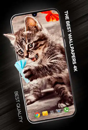 Play Cats Wallpapers in 4K  and enjoy Cats Wallpapers in 4K with UptoPlay