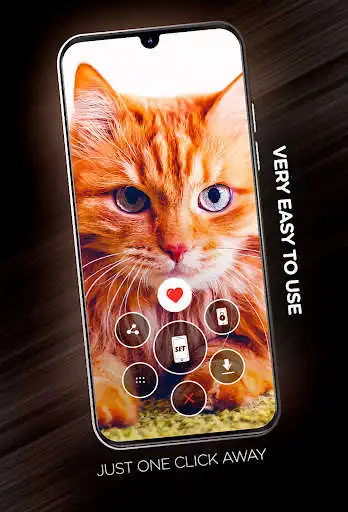 Play Cats Wallpapers in 4K as an online game Cats Wallpapers in 4K with UptoPlay