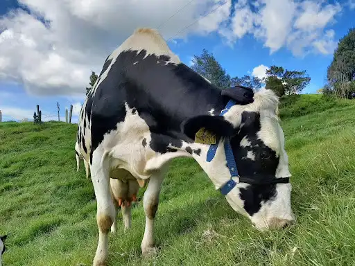 Play Cattle Activity Recognition and enjoy Cattle Activity Recognition with UptoPlay Play Cattle Activity Recognition and enjoy Cattle Activity Recognition with UptoPlay