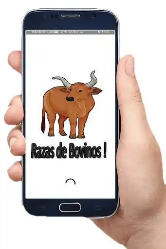 Play Cattle breeds Play Cattle breeds