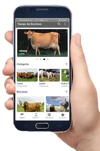 Play Cattle breeds Play Cattle breeds