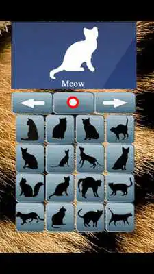 Play Cat Translator  and enjoy Cat Translator with UptoPlay