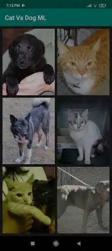 Play Cat vs Dog ML Demo  and enjoy Cat vs Dog ML Demo with UptoPlay