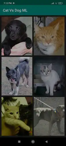 Play Cat vs Dog ML Demo as an online game Cat vs Dog ML Demo with UptoPlay