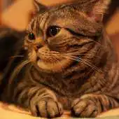 Free play online Cat Wallpaper 4 APK Free play online Cat Wallpaper 4 APK
