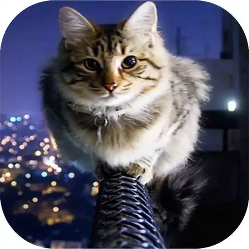Play Cat Wallpaper 4K APK