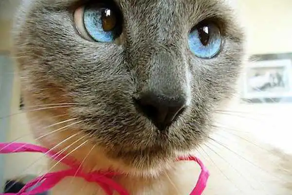 Play Cat Wallpaper 4