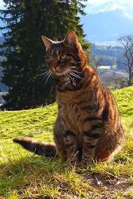 Play Cat Wallpaper 4