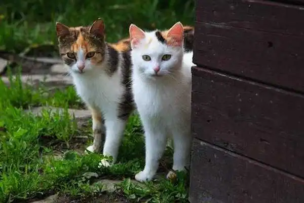 Play Cat Wallpaper 4