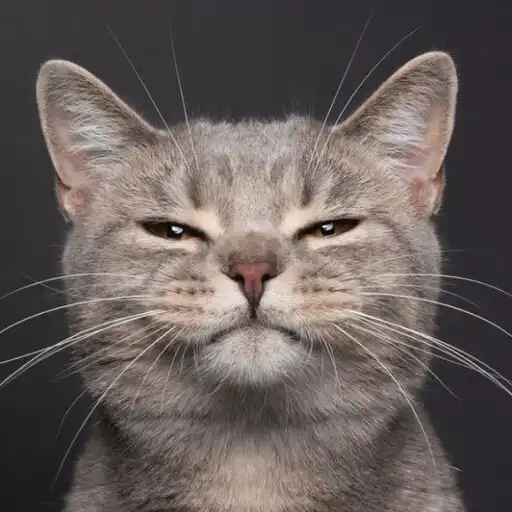 Play Cat Wallpaper Cute APK Play Cat Wallpaper Cute APK