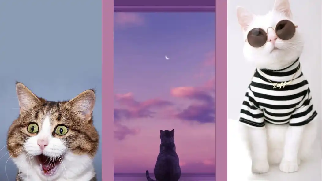 Play Cat Wallpaper Cute as an online game Cat Wallpaper Cute with UptoPlay