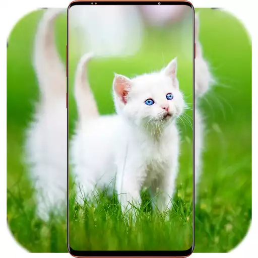 Play Cat Wallpaper HD APK Play Cat Wallpaper HD APK