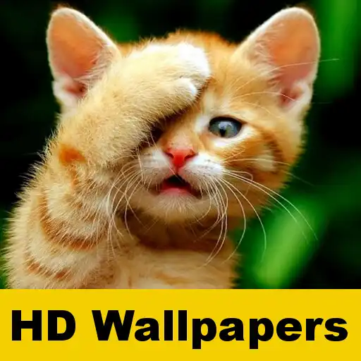 Free play online Cat wallpapers and funny pics APK Free play online Cat wallpapers and funny pics APK