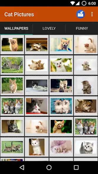 Play Cat wallpapers and funny pics
