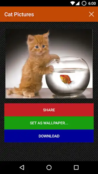Play Cat wallpapers and funny pics