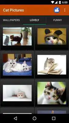 Play Cat wallpapers and funny pics